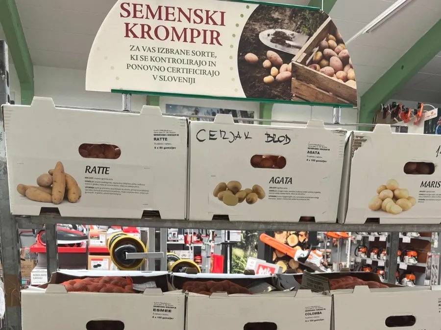 Postanite samooskrbni: Zdaj je pravi čas za sajenje krompirja