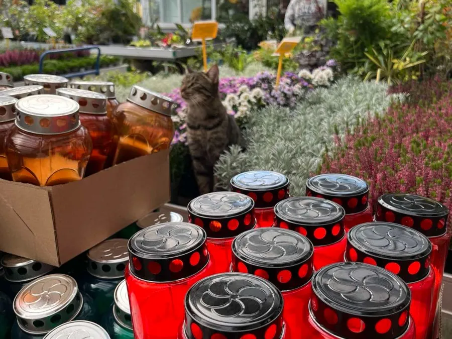 Vse na enem mestu za urejene grobove